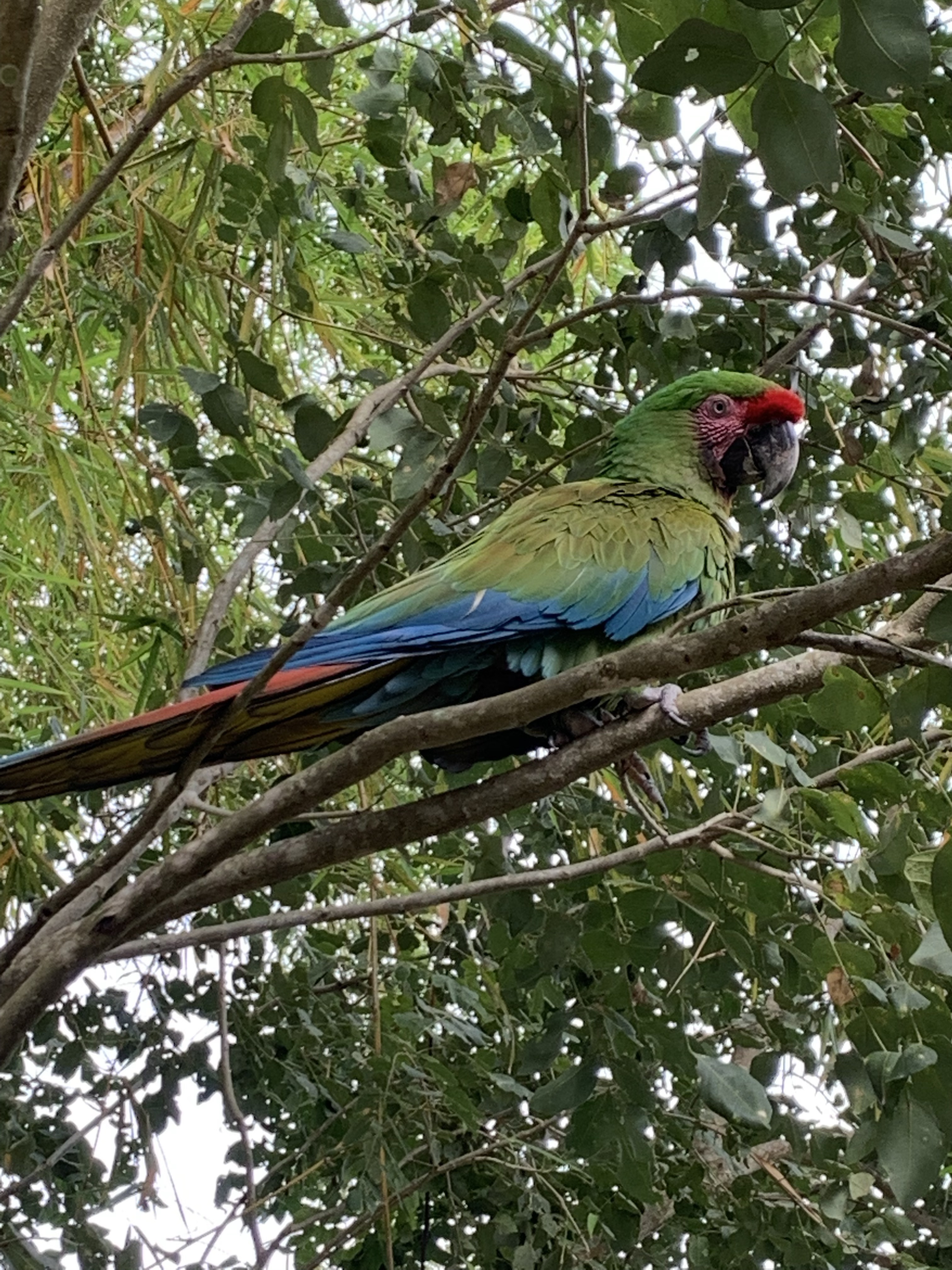 PV Macaw